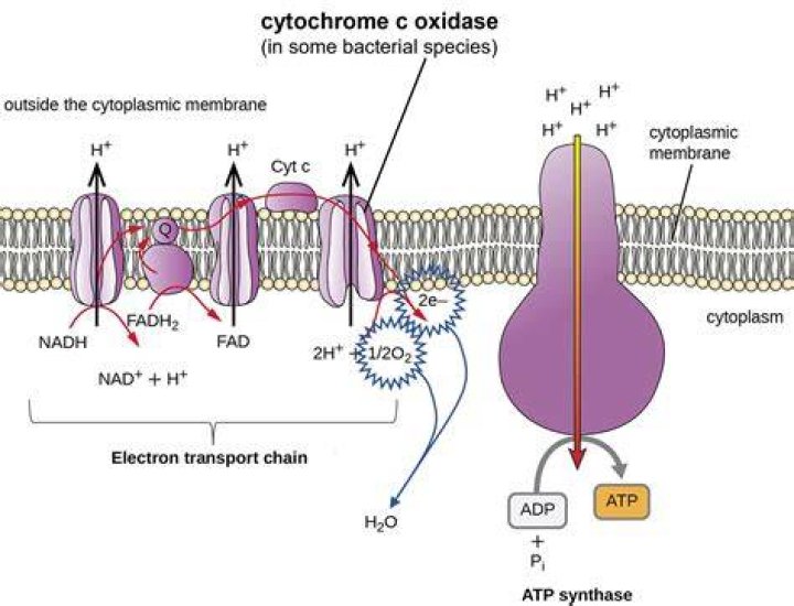Is cytochrome c an electron carrier?