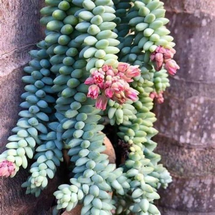 Is donkey tail succulent poisonous?