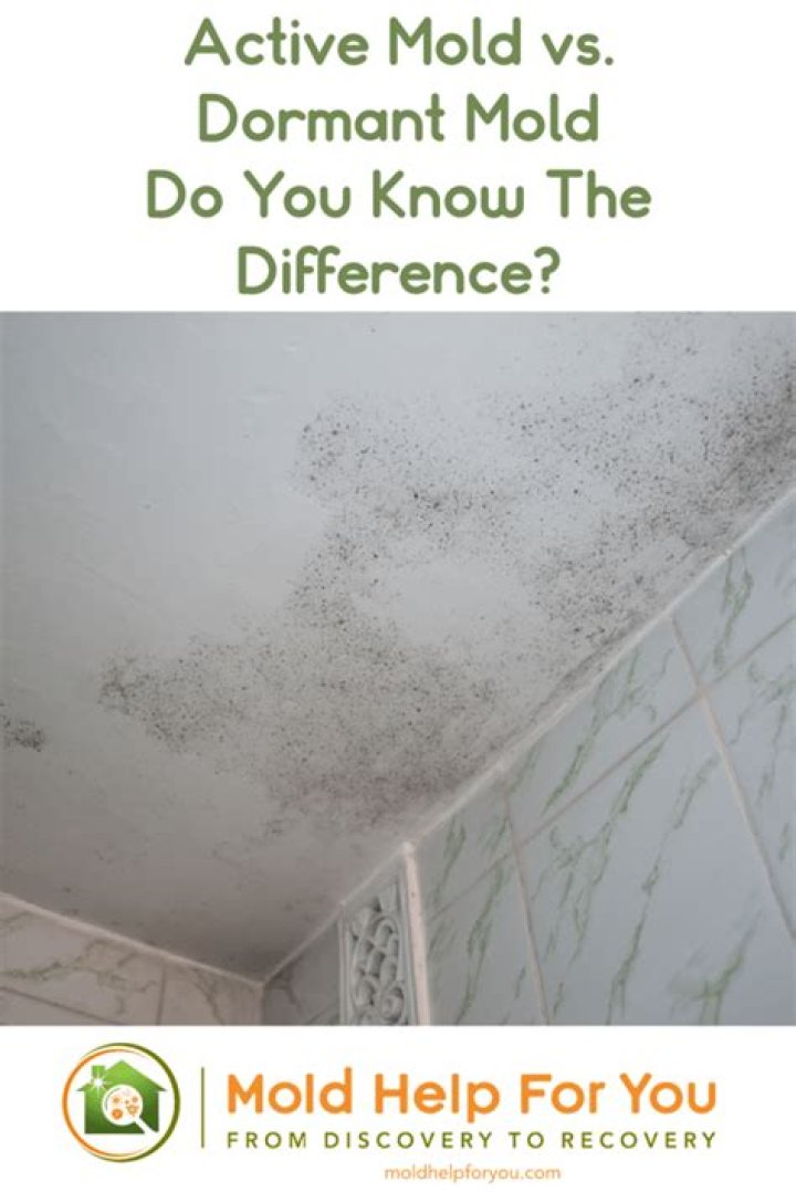 Is dormant mold dangerous?
