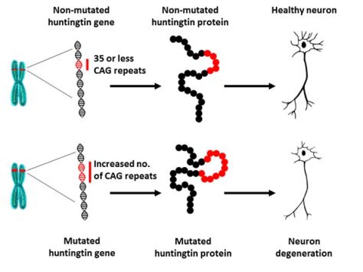 Is Huntington’s disease a mutation?