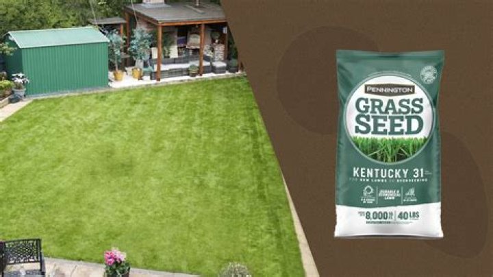 Is Kentucky 31 a good grass seed?