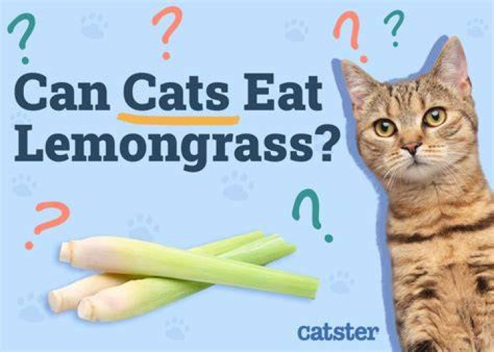 Is Lemongrass harmful to cats?