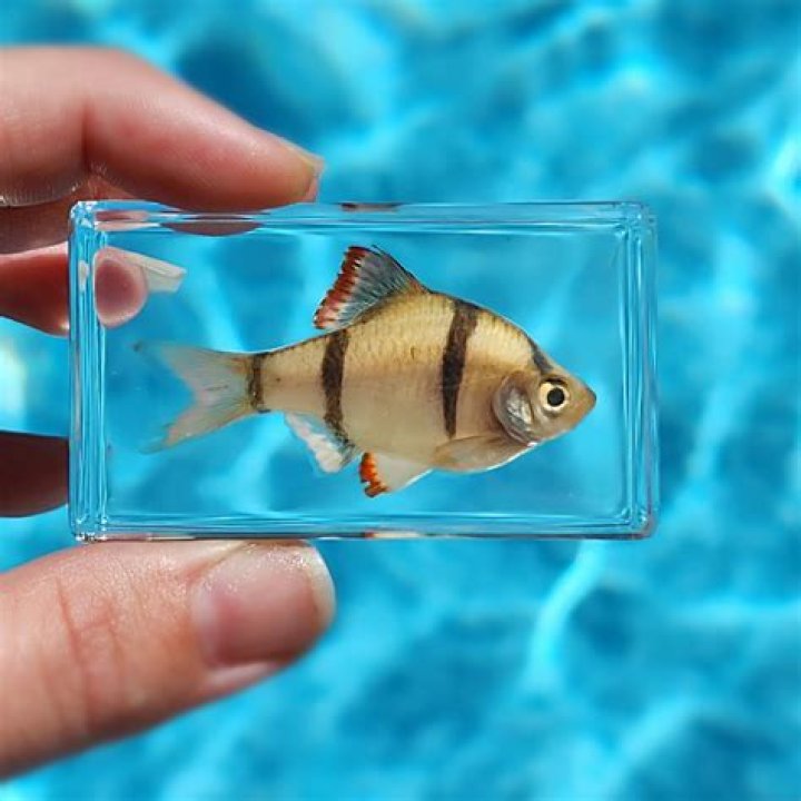 Is resin safe for fish?