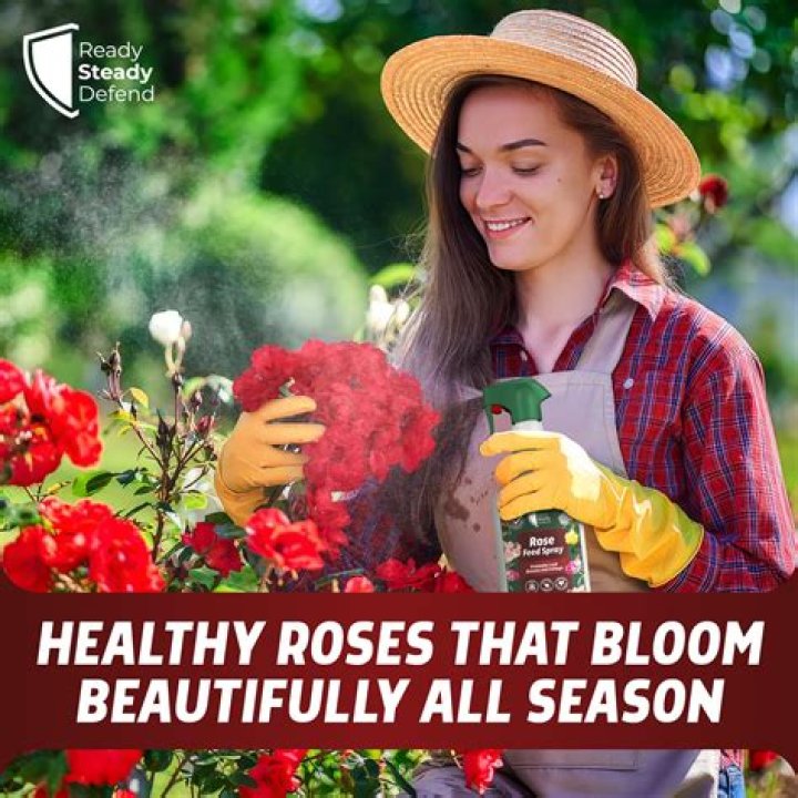 Is seaweed feed good for roses?