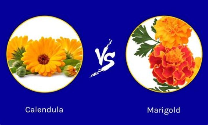 Is there a difference between calendula and marigold?