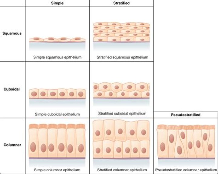 Is transitional epithelium simple or stratified?
