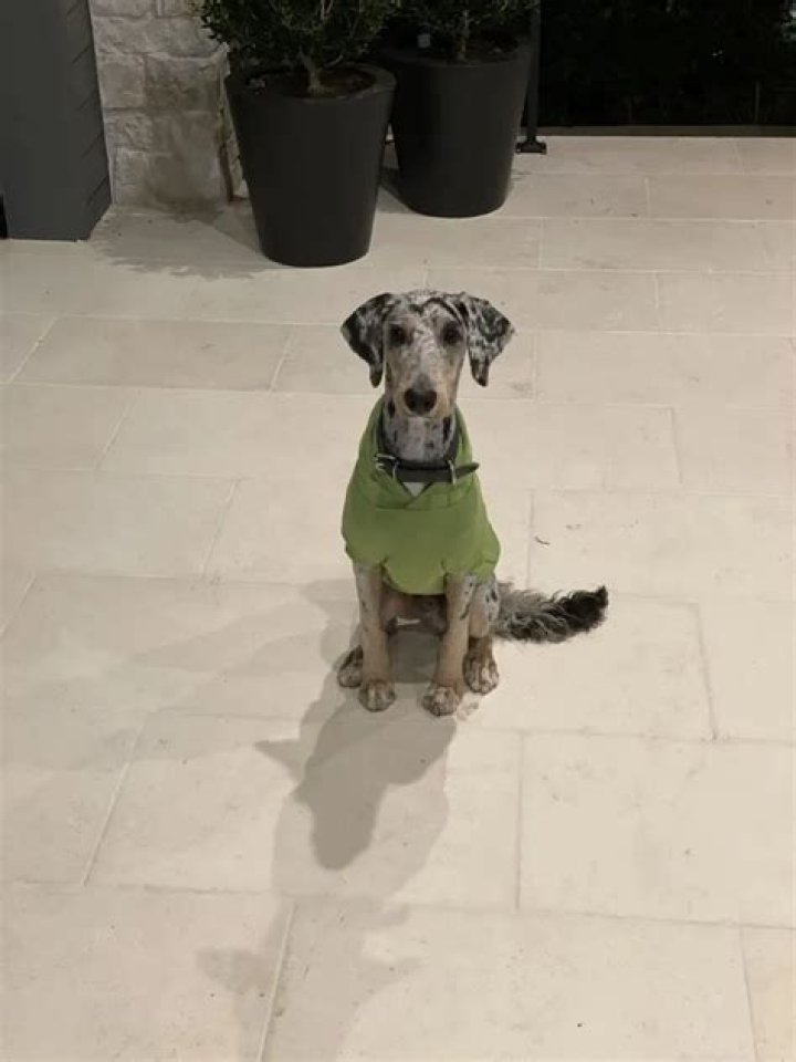 Jalen Ramsey Pets