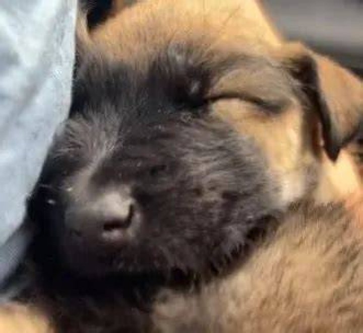 Kiera Bridget Workman Pets