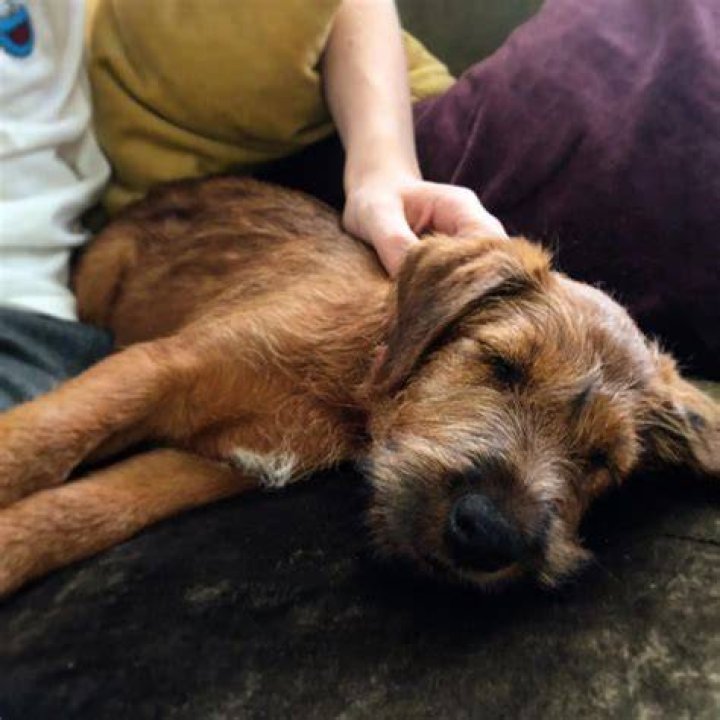 Kit Connor Pets