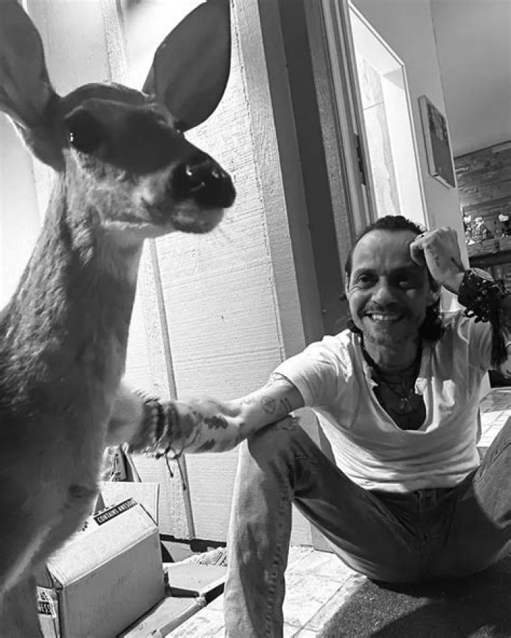 Marc Anthony Pets