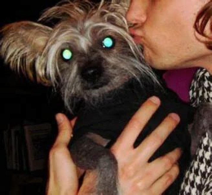 Matthew Gray Gubler Pets