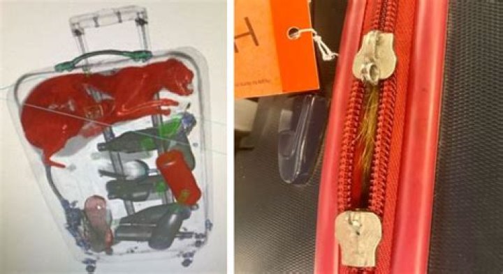 Orange cat flight stowaway found by TSA with X-ray
