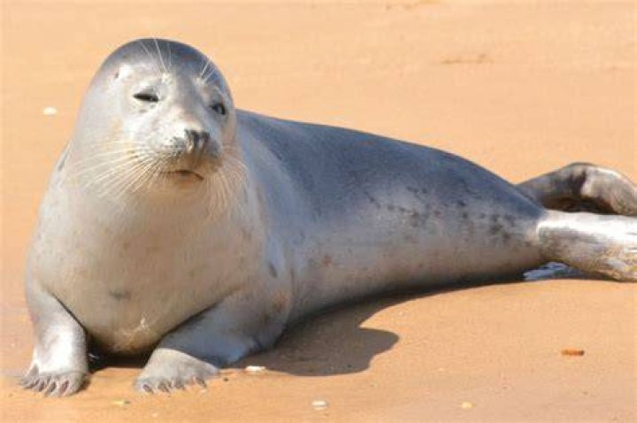 seal