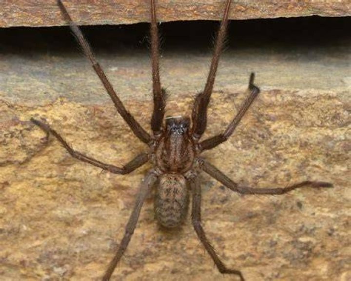 Spider One - Age, Family, Bio