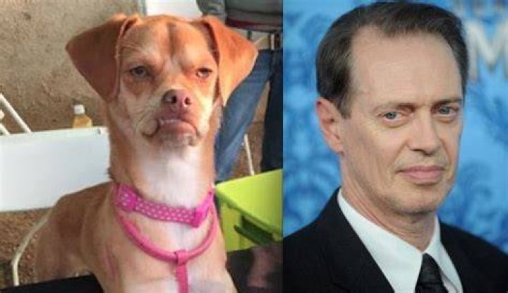 Steve Buscemi Pets