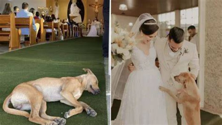 stray dog crash wedding Sao Paulo