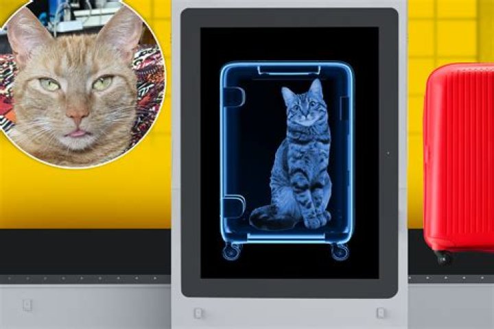 @TSA tweet about ginger cat stowaway in luggage from NYC to Florida
