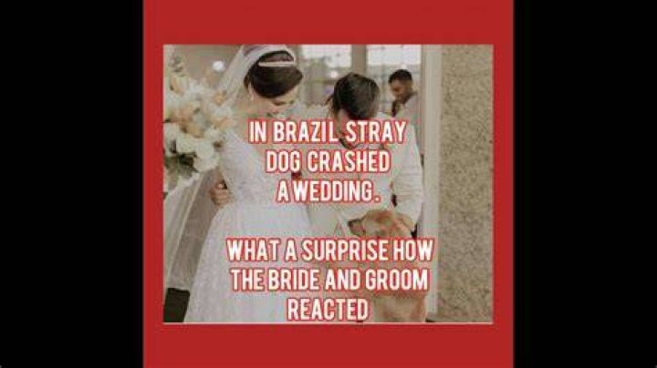 wedding dog crash brazil