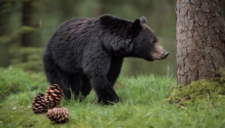 What animal eat pine trees?