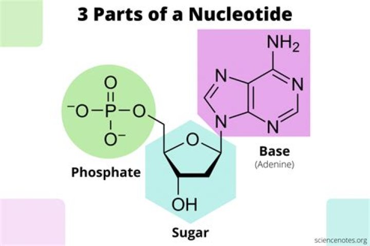 What are the 3 molecules that make up a nucleotide?