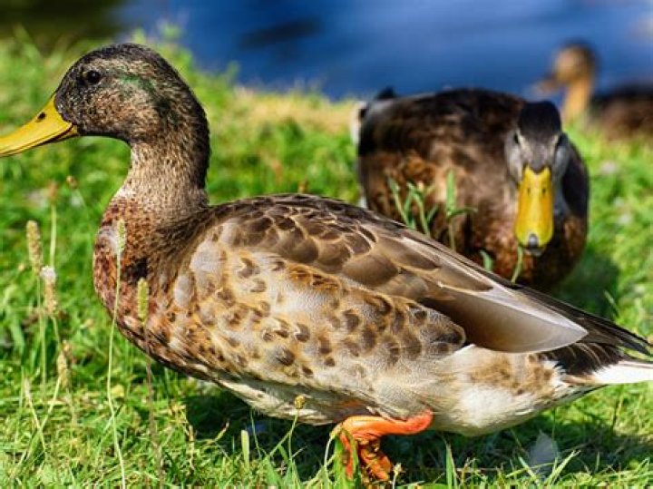 What are the best backyard ducks?