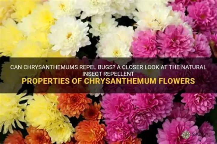 What bugs do chrysanthemums attract?