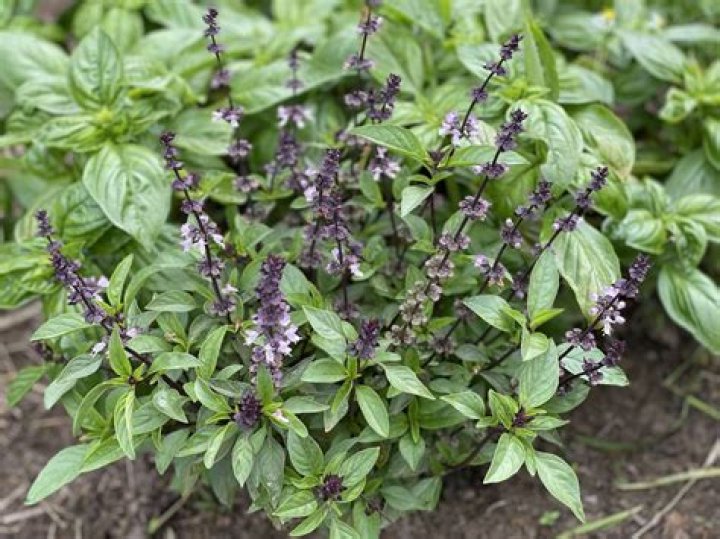 What do basil flowers look like?
