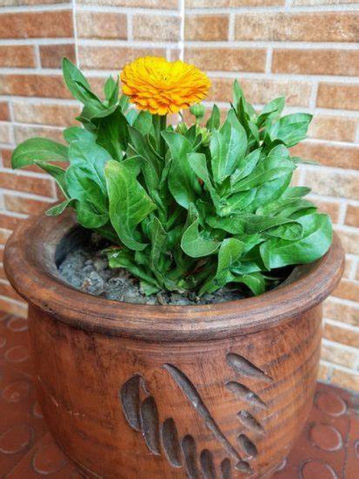 What do calendula flowers smell like?