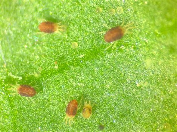 What do gall mites look like?