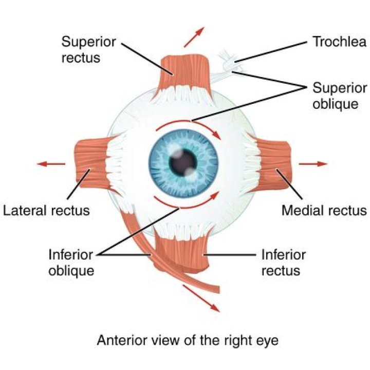 What does the lateral rectus muscle do in the eye?