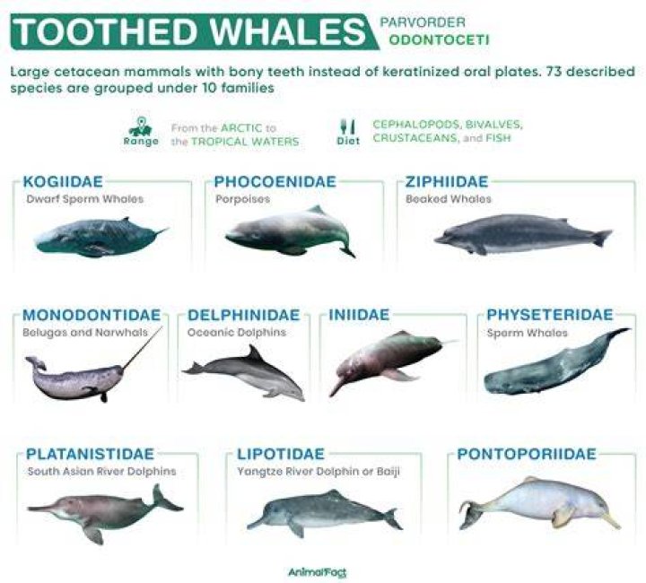 What is a small toothed whale called?