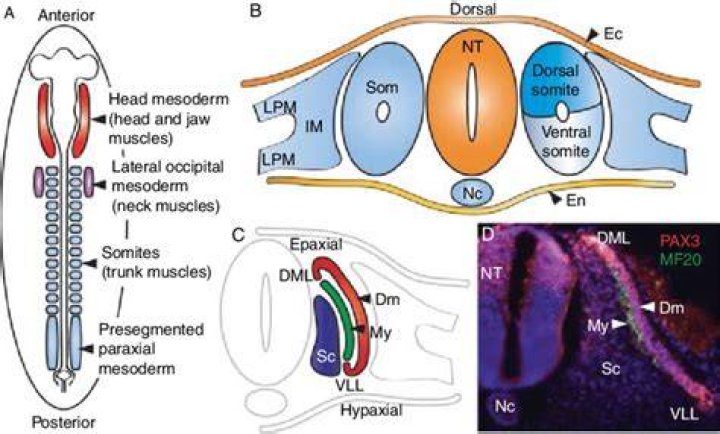 What is a Somite in embryology?