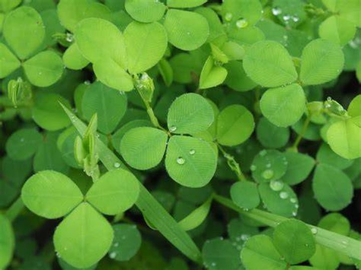 What is Japanese clover?