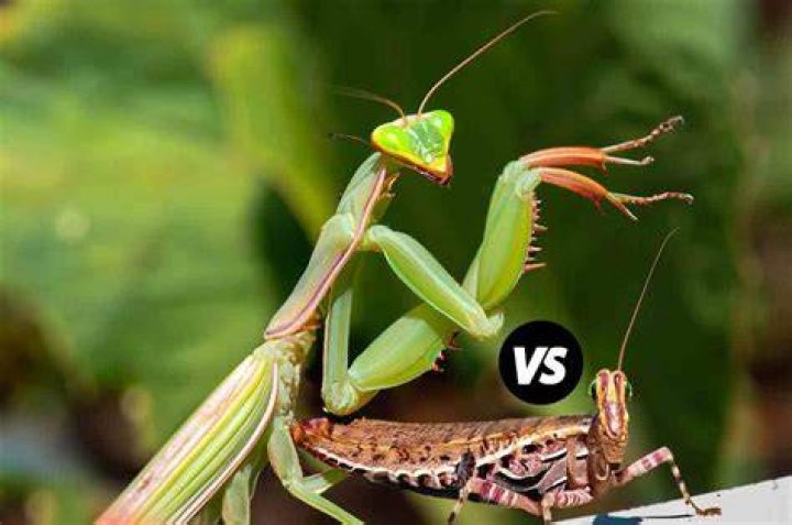 What is the difference between a brown praying mantis and a green praying mantis?