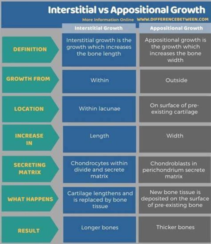 What is the difference between Appositional growth and interstitial growth?