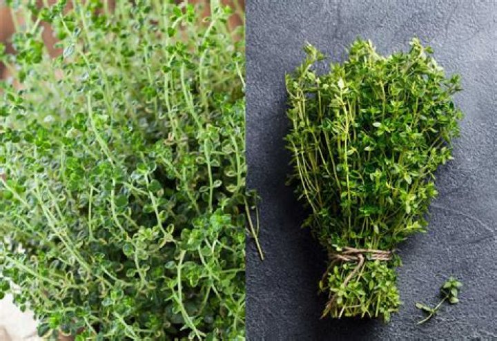 What is the difference between lemon thyme and thyme?