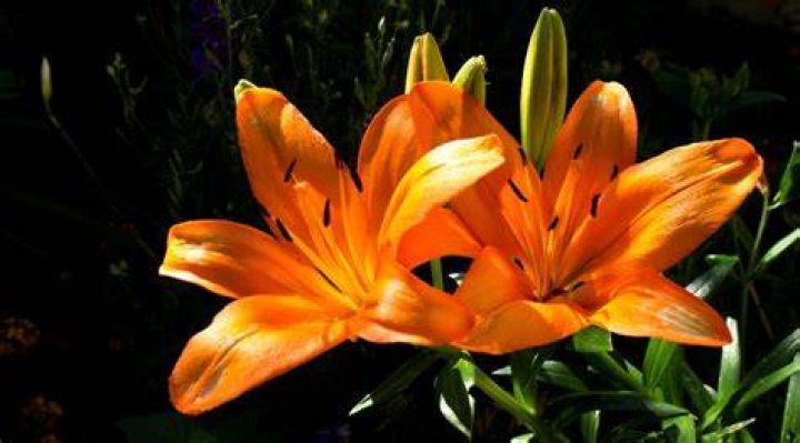 What is the orange lily called?