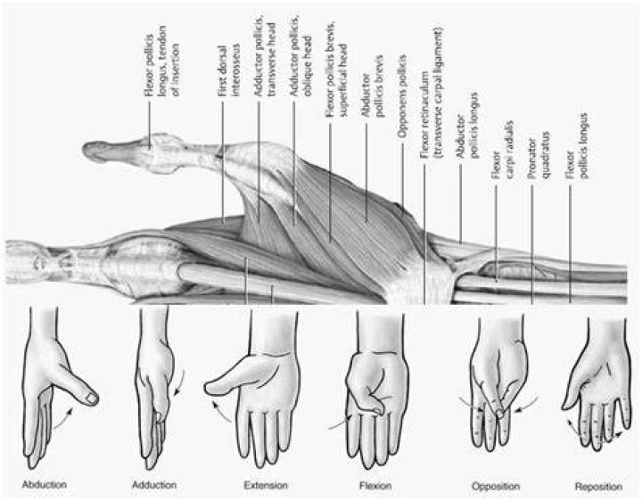 What muscle does thumb adduction?