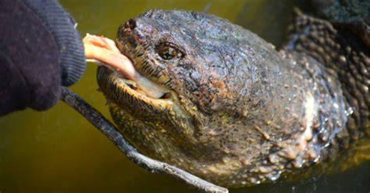 What preys on snapping turtles?