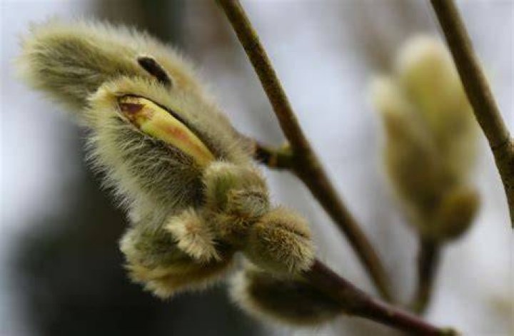 What tree has fluffy buds?