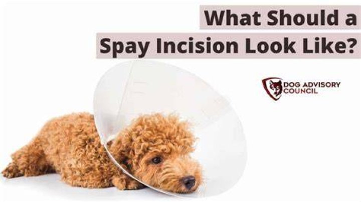 When should I be concerned about a spay incision?