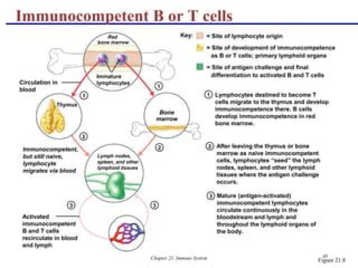 Where does Immunocompetence develop?