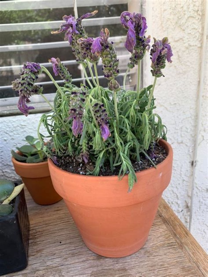 Why are my lavender flowers drooping?