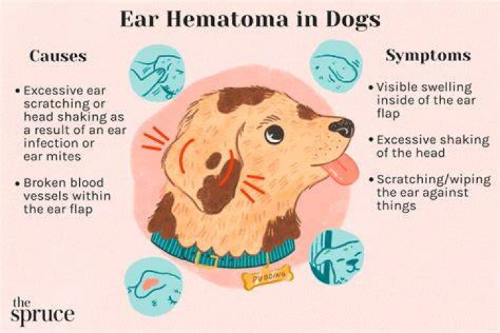 Why do dogs have a flap on their ear?