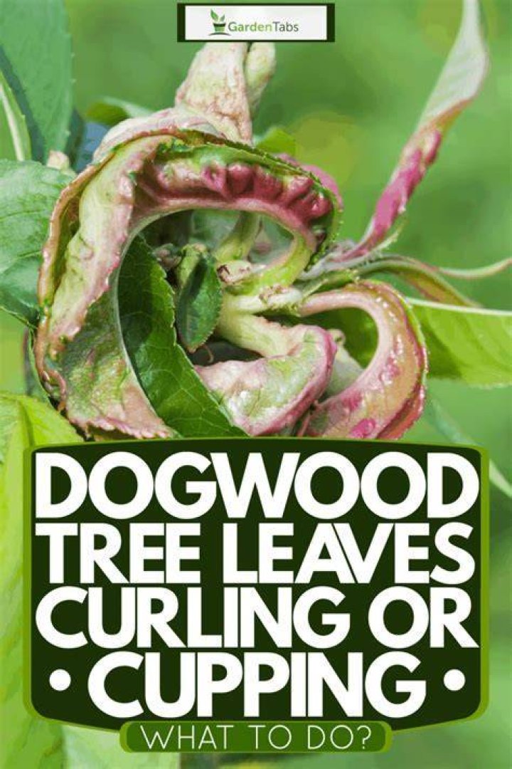 Why do dogwood tree leaves curl?