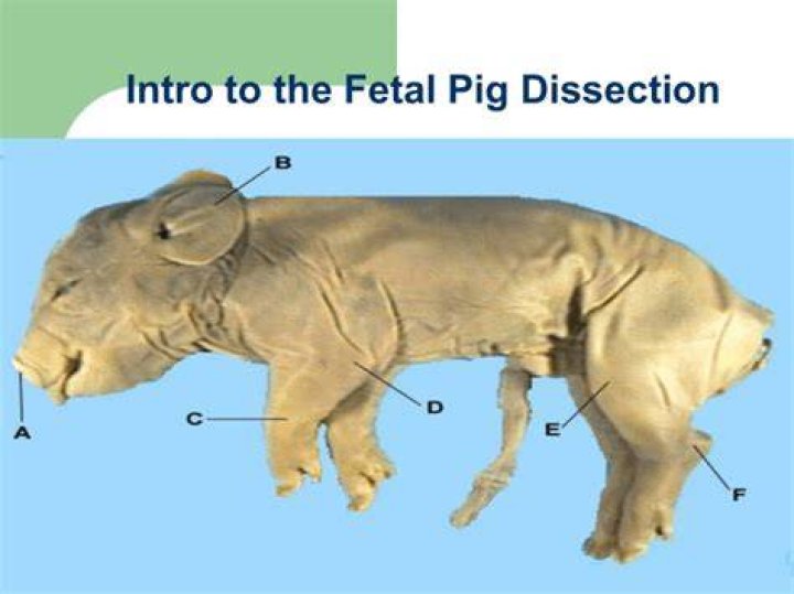 Why fetal pigs are used for dissection?