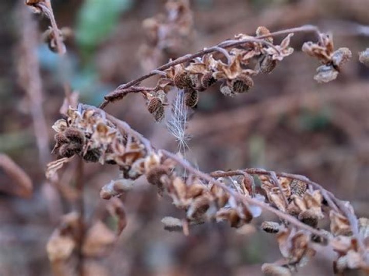 Why is it called beggar’s lice?