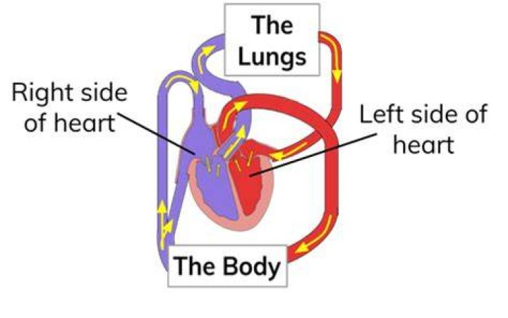 Why is the human heart called a double loop?