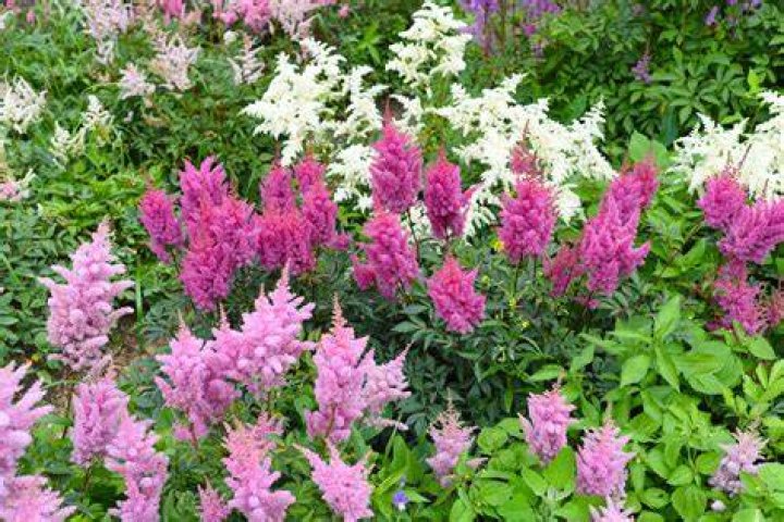Will astilbe bloom all summer?