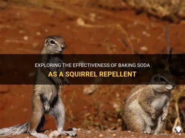 Will baking soda kill a squirrel?